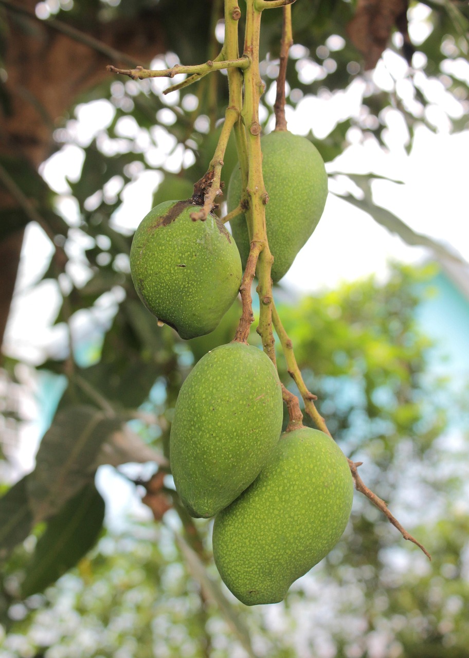 Mango Seedlings