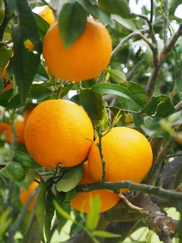 Citrus Seedlings