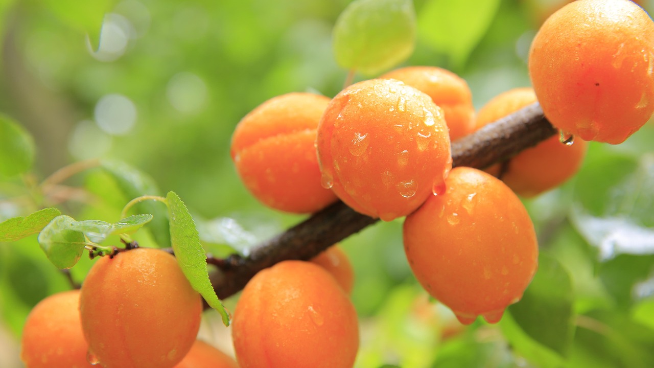 Apricot Seedlings