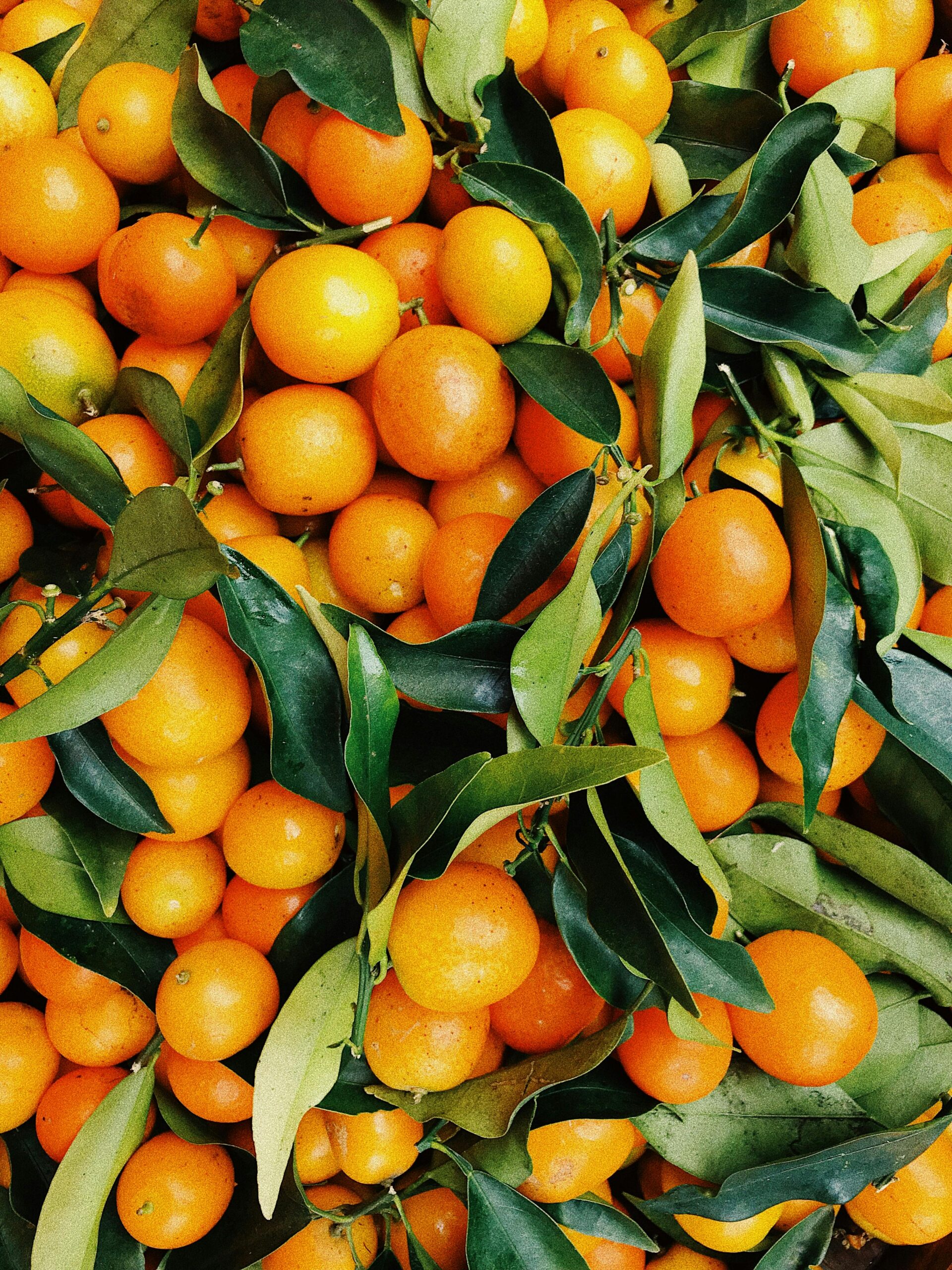 Citrus