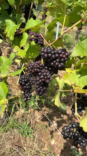 Grape Seedlings